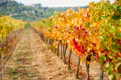 Obraz na płótnie Les vignobles en automne, colorés en jaune, rouge, orange. Provence, France. w salonie