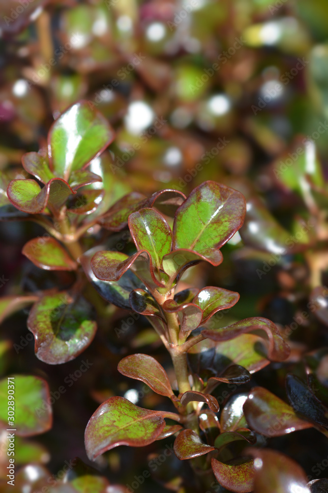 Obraz premium Looking-glass plant Zoe