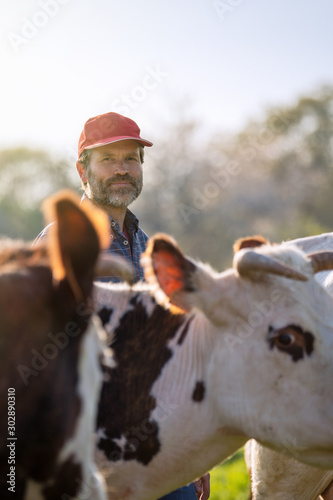 Farmer in his field caring for his herd of cows