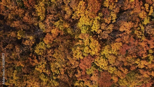 Drone Aerial footage of autumn orange and red trees in south Korea