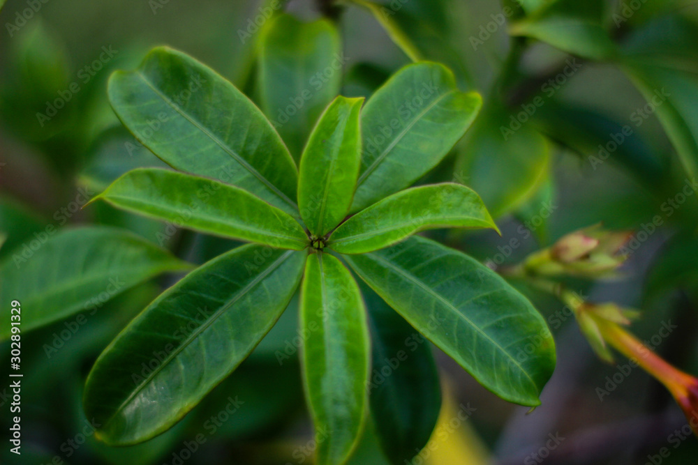 Creative layout made of green leaf. Flat lay. Creative layout made of green leaf. Flat lay.
