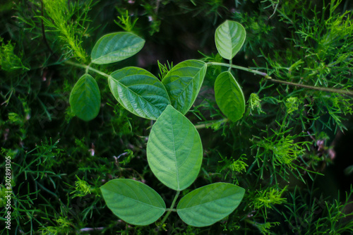 Wallpaper Mural Creative layout made of green leaf. Flat lay. Torontodigital.ca