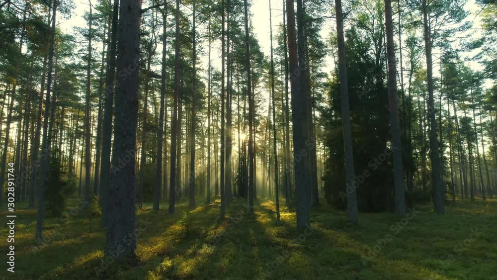 Flying low between trees in forest sun beams on foggy morning during sunrise Flying low between trees in forest sun beams on foggy morning during sunrise
