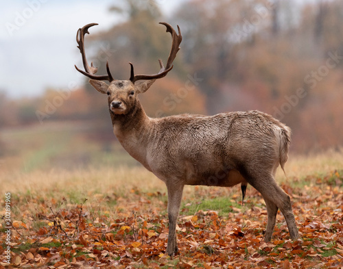 fallow deer in the autumn © claireliz