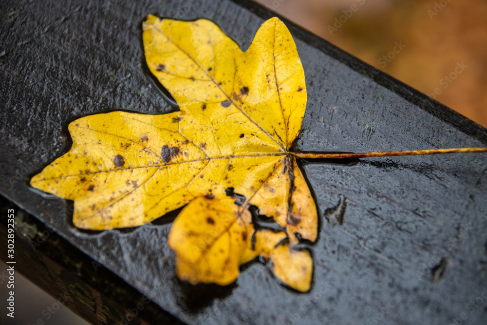 Obraz premium One fallen yellow leaf on wooden bridge fence in autumn