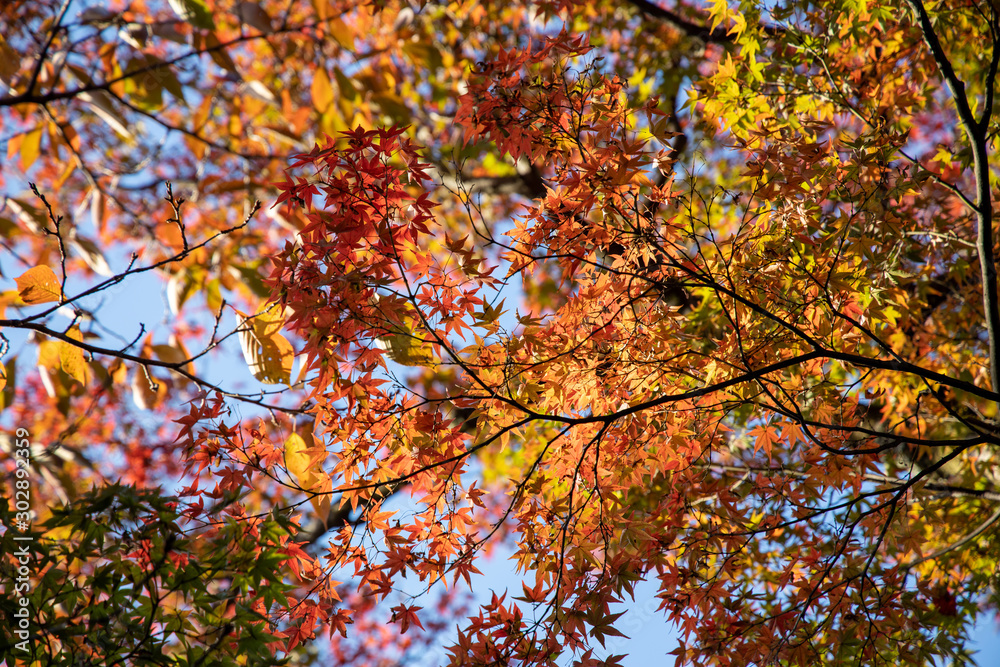 京都ぶらり、真如堂でイロハモミジや秋色葉っぱ