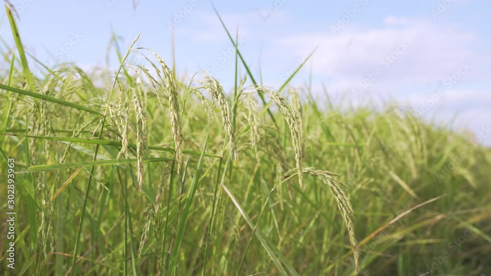 Full grown yellow rice field ready to harvest in Asian country Full grown yellow rice field ready to harvest in Asian country