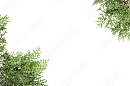 Beautiful coniferous tree branches on white background