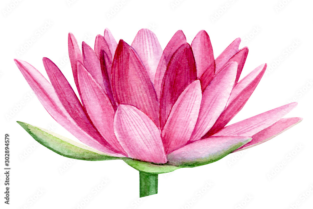  pink lotus flower, watercolor illustration, hand drawing, flora wedding - obrazy, fototapety, plakaty 