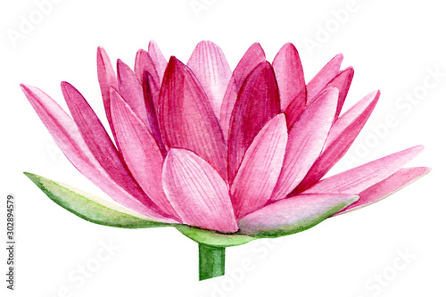  pink lotus flower, watercolor illustration, hand drawing, flora wedding