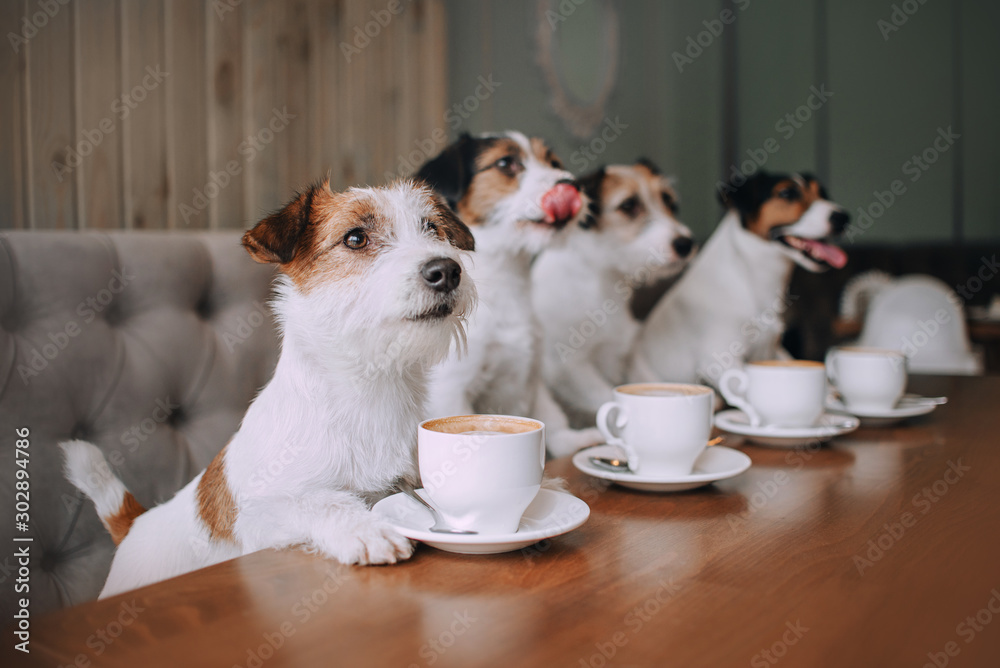 Four jack russell terriers sitting in front of cups - obrazy, fototapety, plakaty 