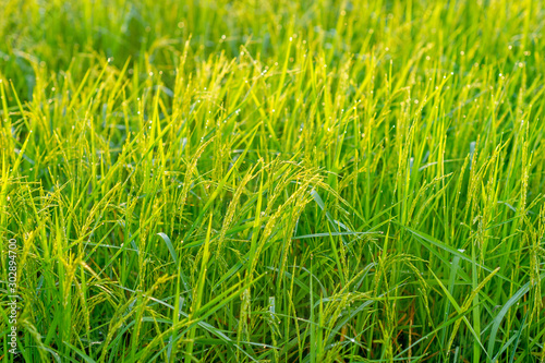Rice plants that are growing and are producing grains during the harvest season.