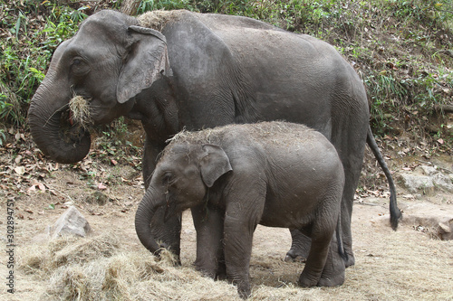 Elephant mother with its baby in the jungle of Thailand