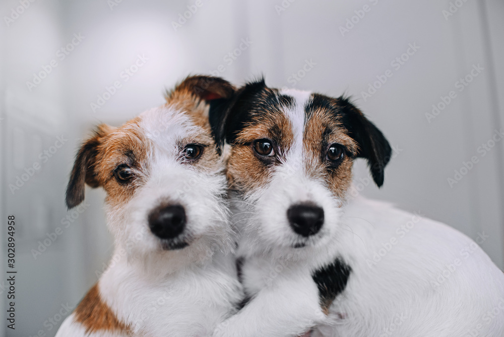 Two jack russell terriers sitting in an embrace Two jack russell terriers sitting in an embrace