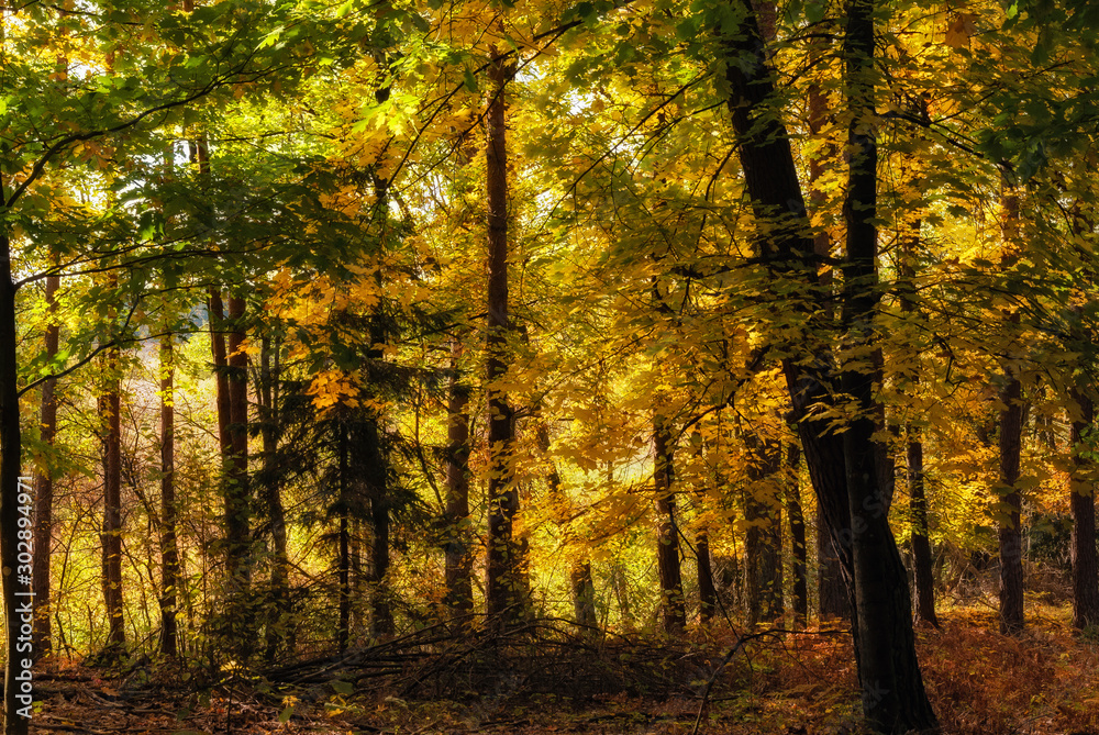 Park Krajobrazowy Puszczy Knyszyńskiej, Polska złota jesień, Supraśl ,Podlasie, Polska Park Krajobrazowy Puszczy Knyszyńskiej, Polska złota jesień, Supraśl ,Podlasie, Polska