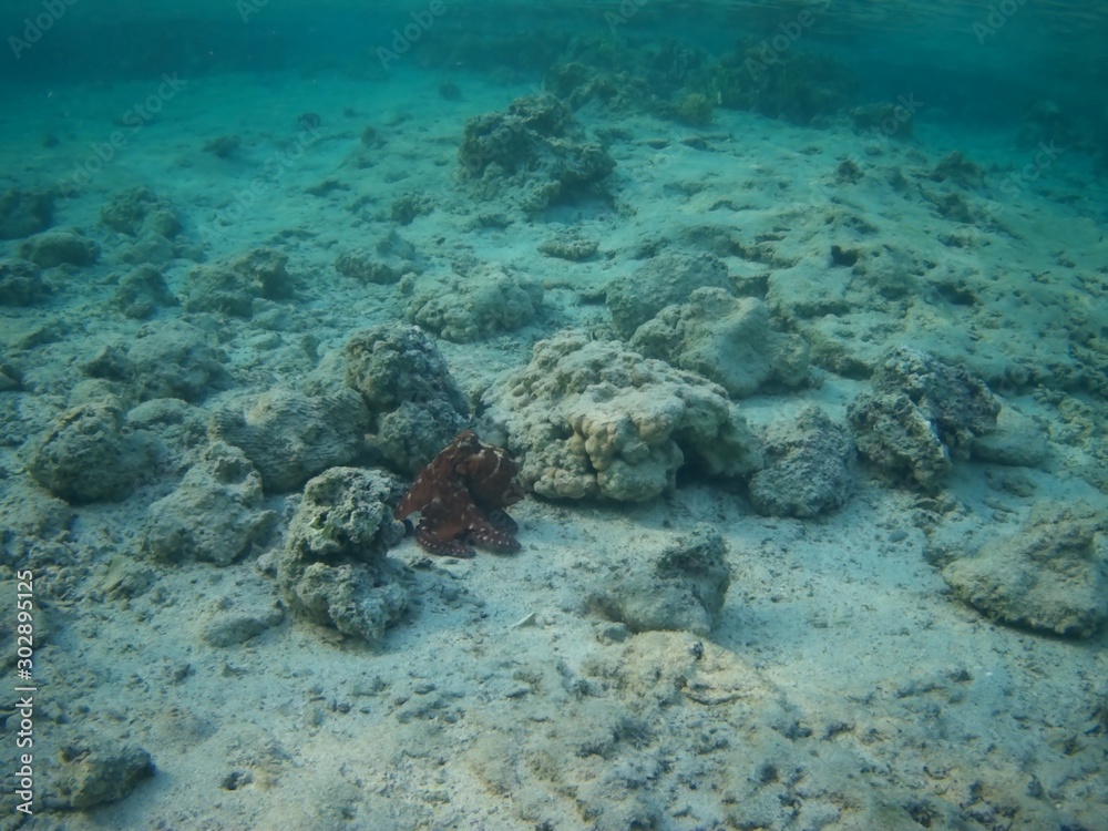 Fototapeta premium Octopus bizarrely changes colour and texture while hunting in the Red Sea, Marsa Alam, Egypt