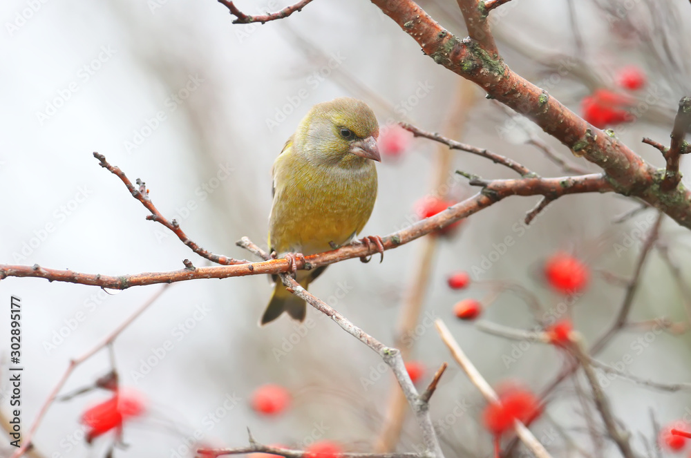 Male greenfinch filmed on a branch against a background of bright red berries of a hawthorn and a blurred background Male greenfinch filmed on a branch against a background of bright red berries of a hawthorn and a blurred background