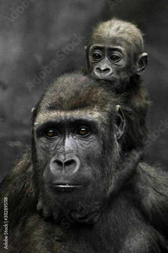Gorilla mother's head  and Cute little gorilla baby on her neck hugs her legs. © Mikhail Semenov