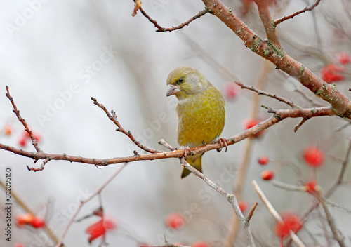 Male greenfinch filmed on a branch against a background of bright red berries of a hawthorn and a blurred background