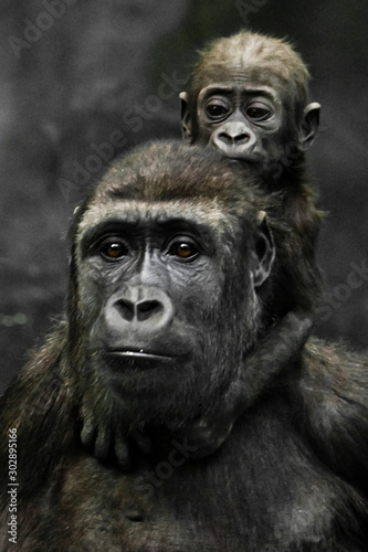 Gorilla mother's head and Cute little gorilla baby on her neck hugs her legs.