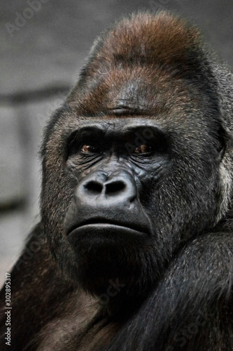 Portrait of a powerful dominant male gorilla , stern face.