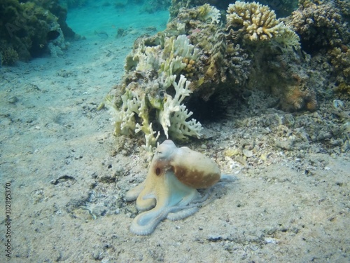 Octopus bizarrely changes colour and texture while hunting in the Red Sea, Marsa Alam, Egypt photo