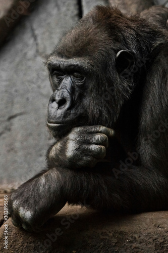 hand props his head. Monkey anthropoid gorilla female. a symbol of brooding rationality and heavy thoughts. © Mikhail Semenov