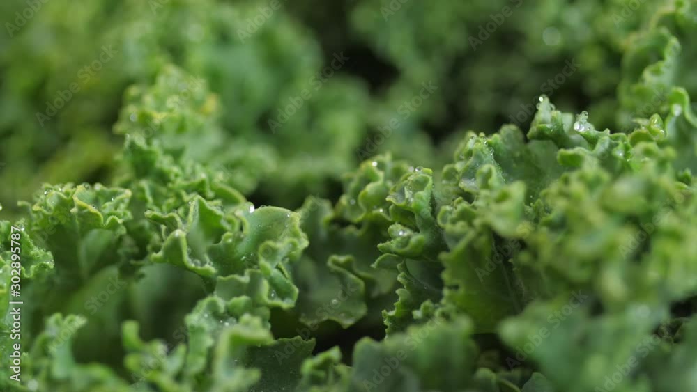 kale close up being sprayed with water spinning 02 kale close up being sprayed with water spinning 02