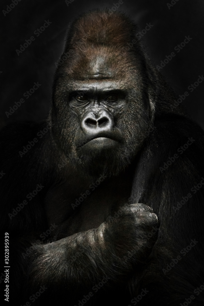 power and strength. Portrait of a powerful dominant male gorilla , stern face and powerful arm. black background.