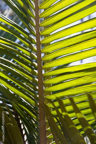 Vibrant green palm leaves