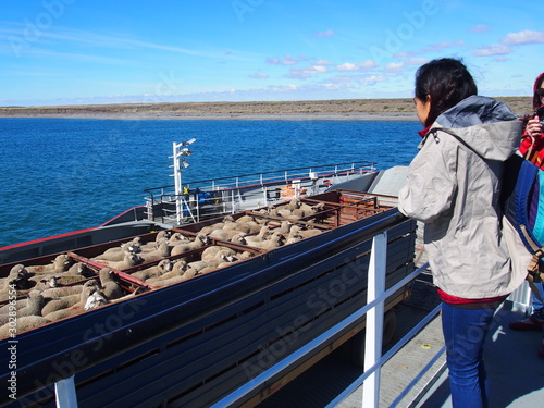 A woman watches from the deck as sheep are put on a ship and transported somewhere, Journey from Ushuaia to Punta Arenas (Argentina to Chile) photo