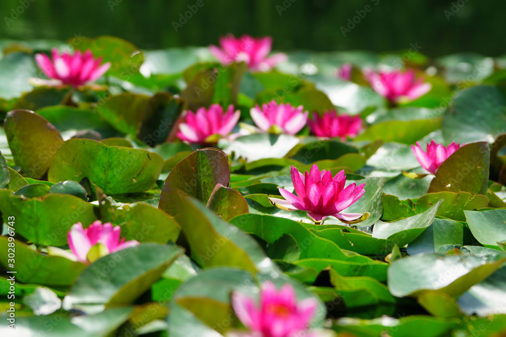 満開のハスの花 満開のハスの花