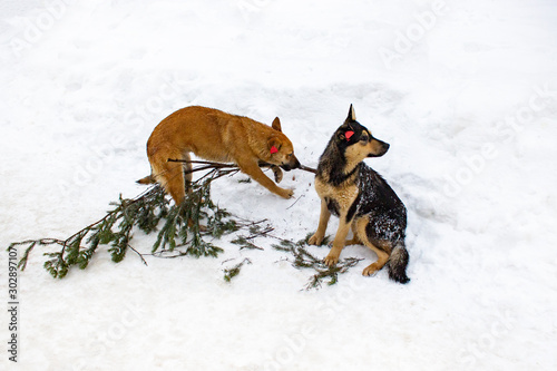 Homeless dogs with a chip in their ears play with a fir branch. Two sterilized vaccinated dogs red and black hair