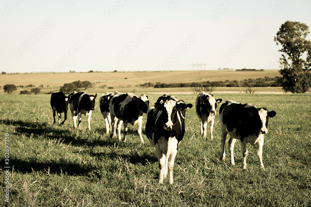 Cows in the Argentine countryside,Pampas,Patagonia,Argentina