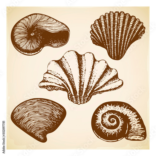 vintage Hand drawn seashell collection. Set of various beautiful engraved mollusk marine shells on retro textured background. Realistic sketch of cockleshell like conch, oyster, spiral, clam, scallop