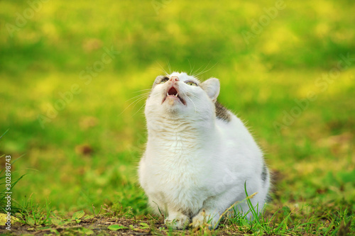 Funny cat with open mouth hunt in spring green garden