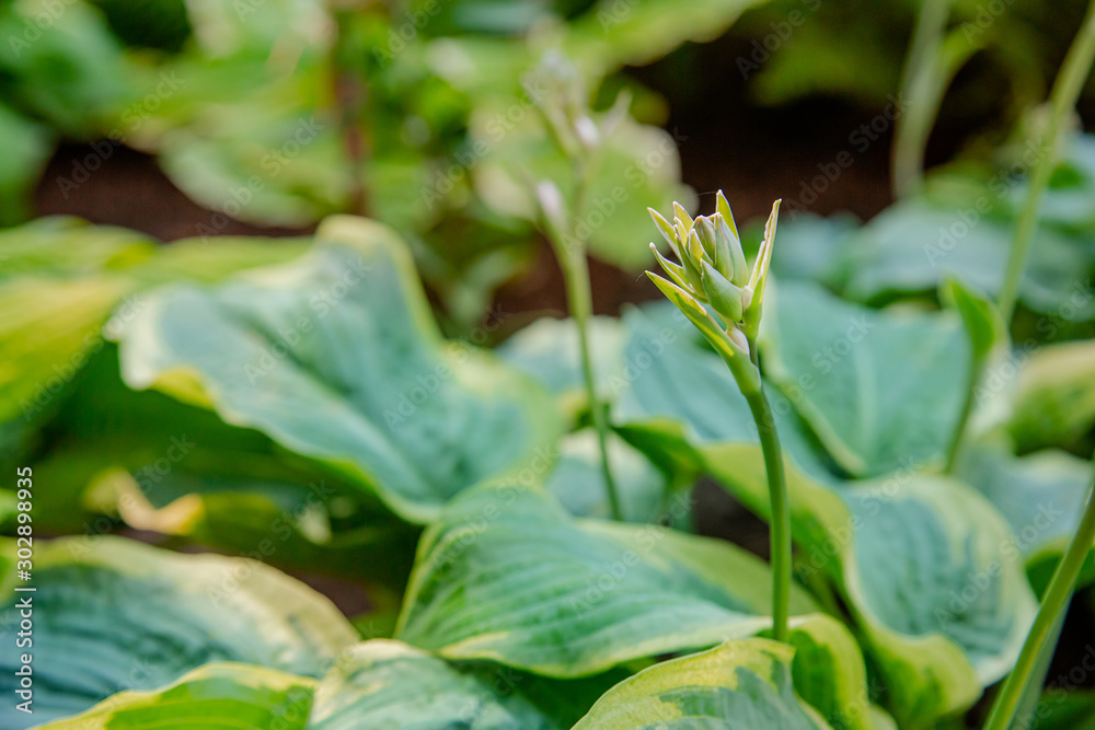 Lush foliage of decorative plant Hosta Funkia. Natural green background. Beautiful plant host in the flowerbed in the garden. Lush foliage of decorative plant Hosta Funkia. Natural green background. Beautiful plant host in the flowerbed in the garden.