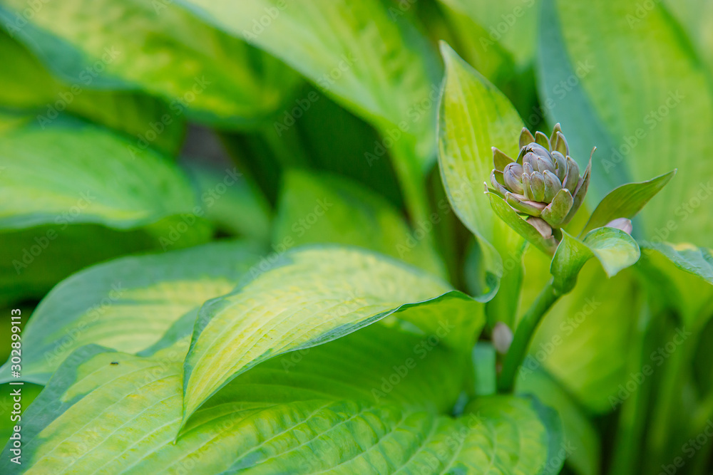 Lush foliage of decorative plant Hosta Funkia. Natural green background. Beautiful plant host in the flowerbed in the garden. Lush foliage of decorative plant Hosta Funkia. Natural green background. Beautiful plant host in the flowerbed in the garden.