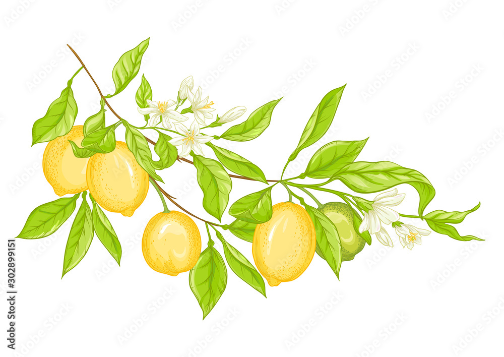 Lemon tree branch with yellow, green lemons, flowers and leaves. Element for design. Vector illustration. Isolated on white background..