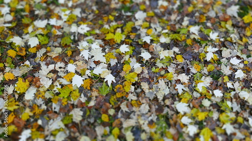 background of yellow flowers