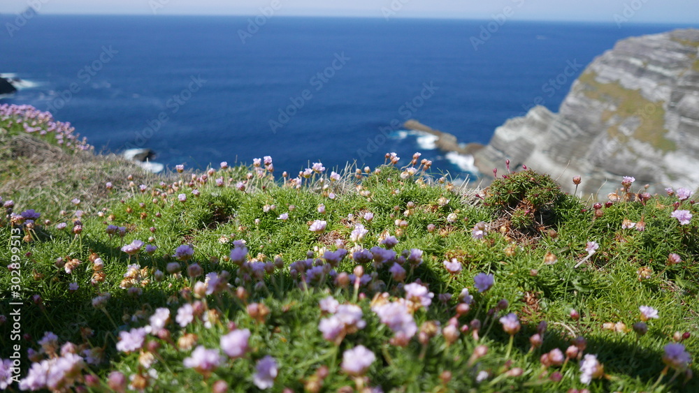 flowers and sea