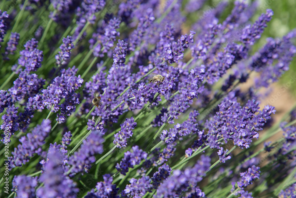 Natur- und Artenschutz: Bienen im Lavendelfeld beim Pollen sammeln Natur- und Artenschutz: Bienen im Lavendelfeld beim Pollen sammeln