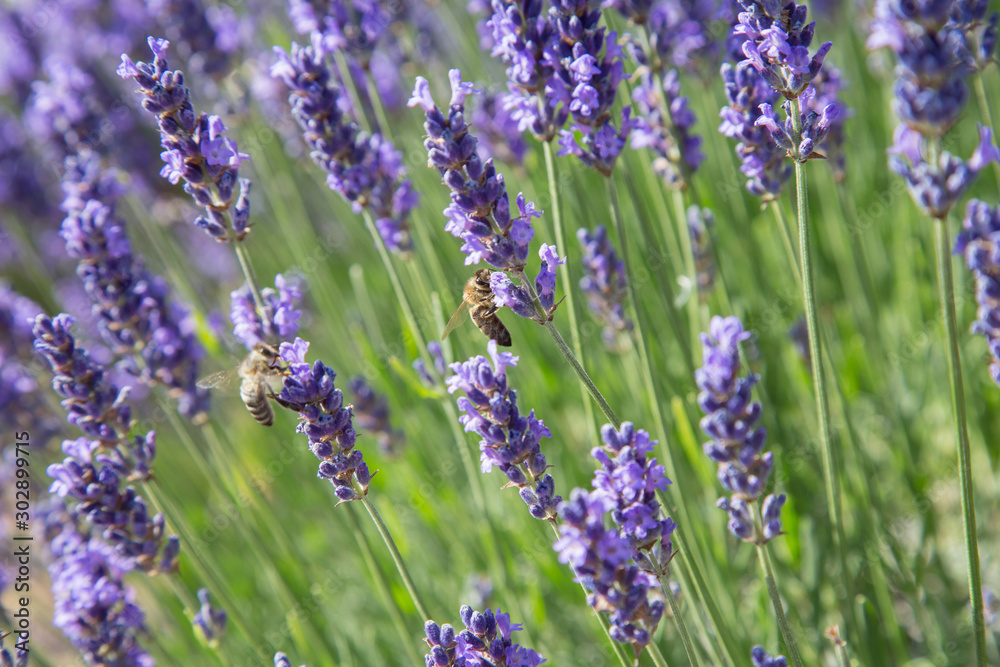 Natur- und Artenschutz: Biene beim Sammeln von Pollen im Lavendelfeld Natur- und Artenschutz: Biene beim Sammeln von Pollen im Lavendelfeld