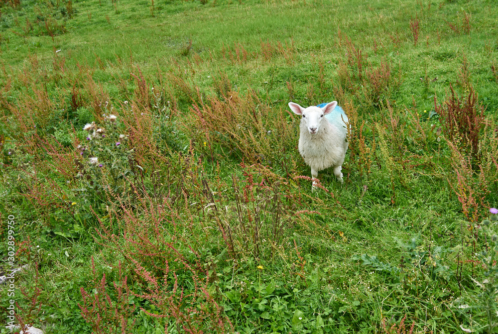 Fototapeta premium sheep on grass