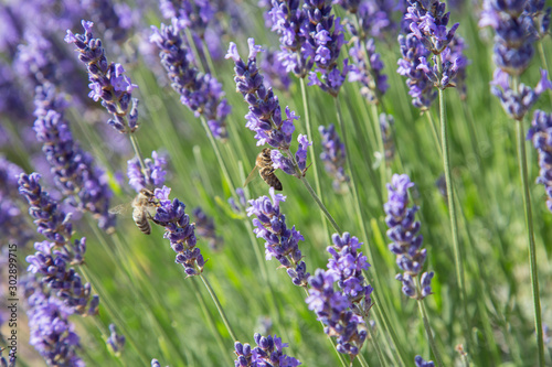 Natur- und Artenschutz  Biene beim Sammeln von Pollen im Lavendelfeld