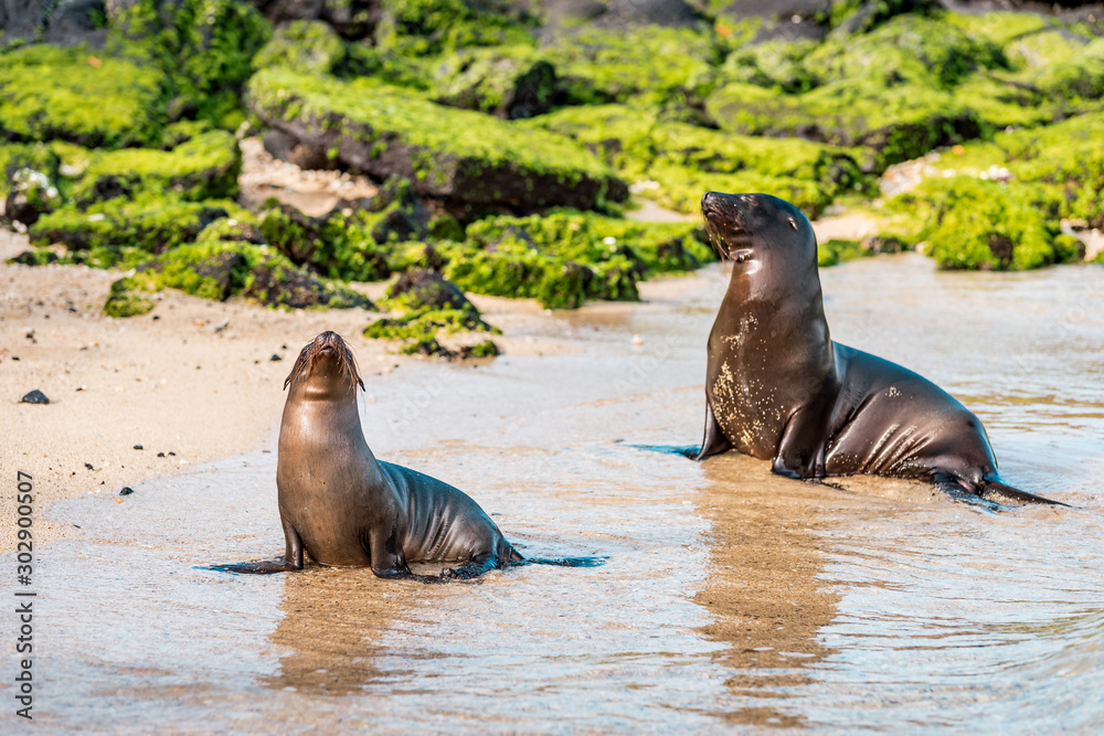 Fototapeta premium Sea lions on the Galapagos Islands lie cosily on the beach with animal babies playing at the seaside on Isabela Island framed in a scenic nature full of wildlife in the Pacific Ocean off Ecuador
