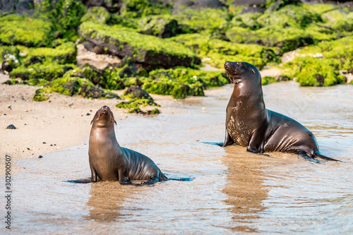  Sea lions on the Galapagos Islands lie cosily on the beach with animal babies playing at the seaside on Isabela Island framed in a scenic nature full of wildlife in the Pacific Ocean off Ecuador