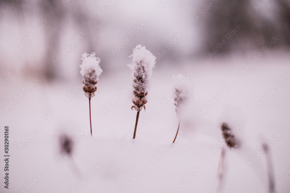 Zima, śnieg, rośliny, natura.