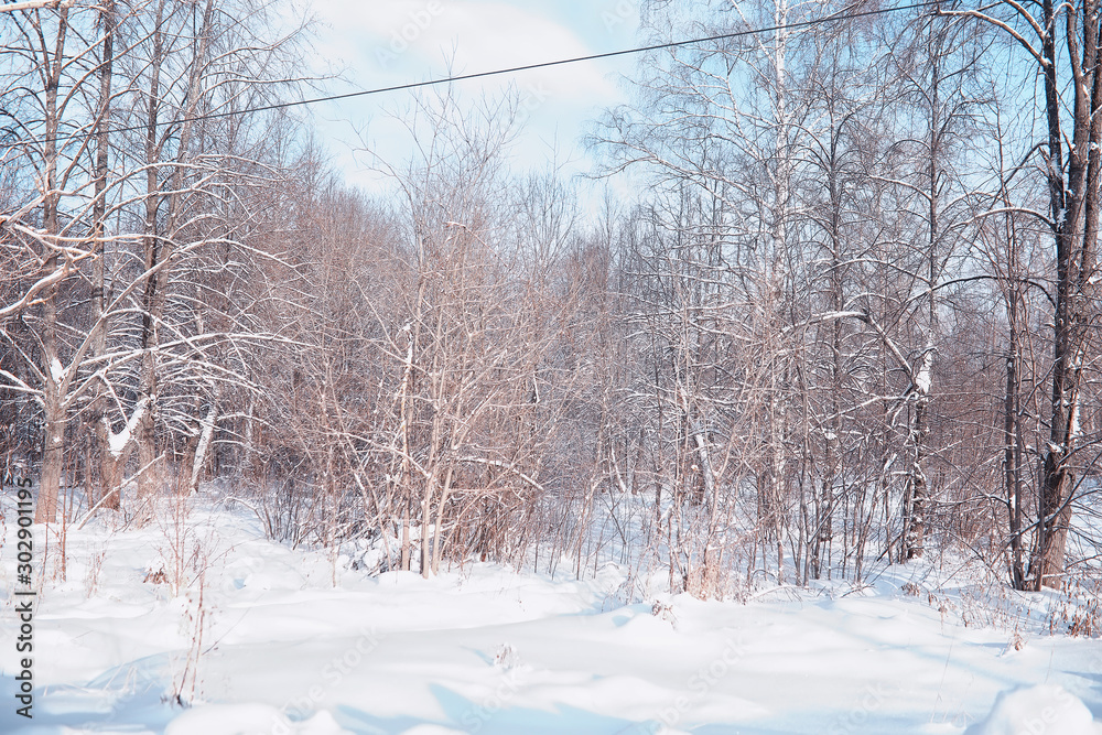 Fototapeta premium Winter forest landscape. Tall trees under snow cover. January frosty day in the park.