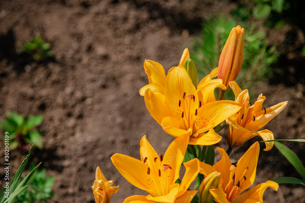 Lilies bloom in the garden, floriculture as a hobby in the summer garden. Concept of gardening, floriculture and landscape design. Lilies bloom in the garden, floriculture as a hobby in the summer garden. Concept of gardening, floriculture and landscape design.